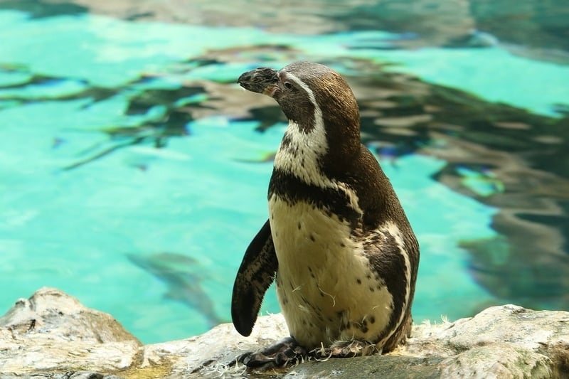 Pingwiny we wrocławskim oceanarium Afrykarium